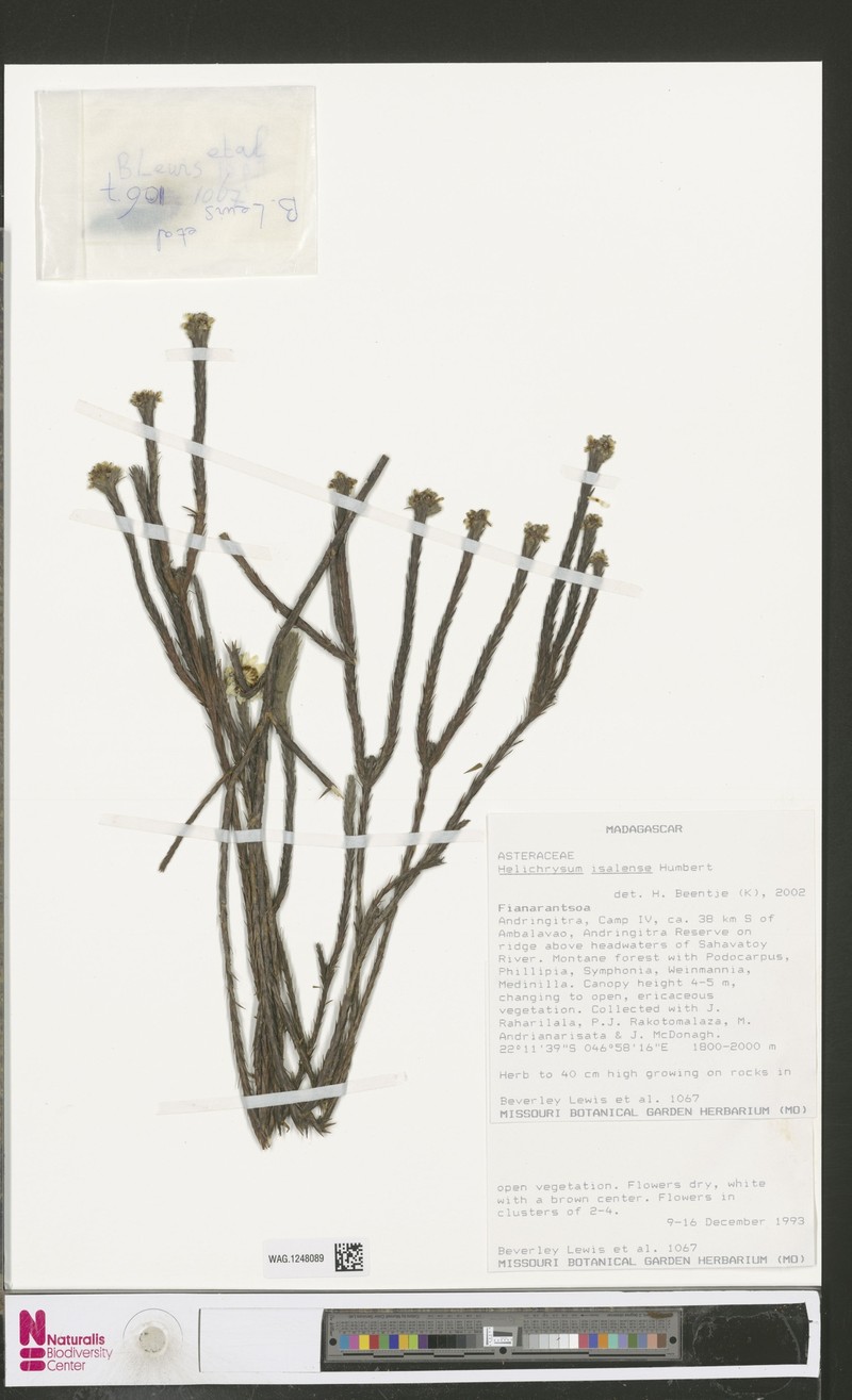 Helichrysum isalense
