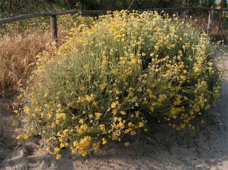 Helichrysum italicum photo 2