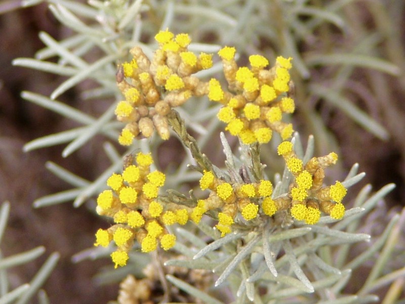 Helichrysum italicum photo 3