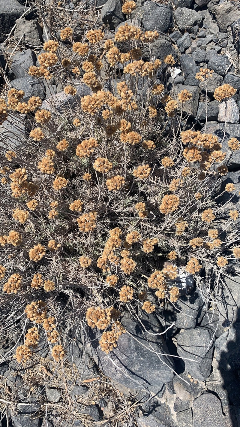 Helichrysum italicum photo 4