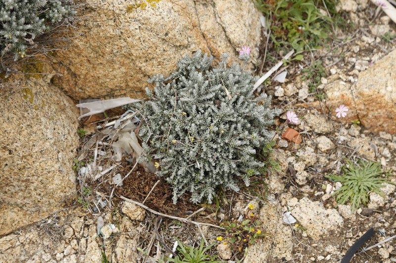 Helichrysum italicum photo 5