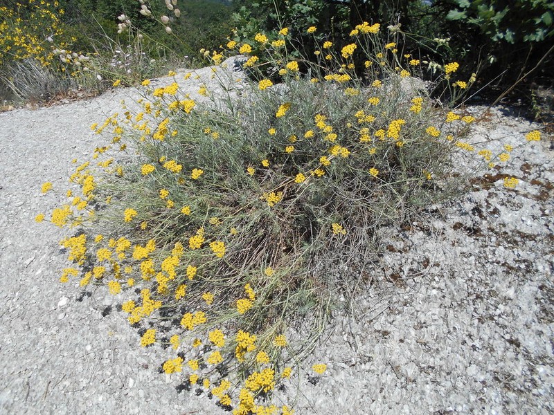 Helichrysum italicum photo 6