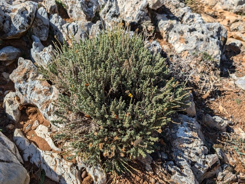 Helichrysum italicum photo 7