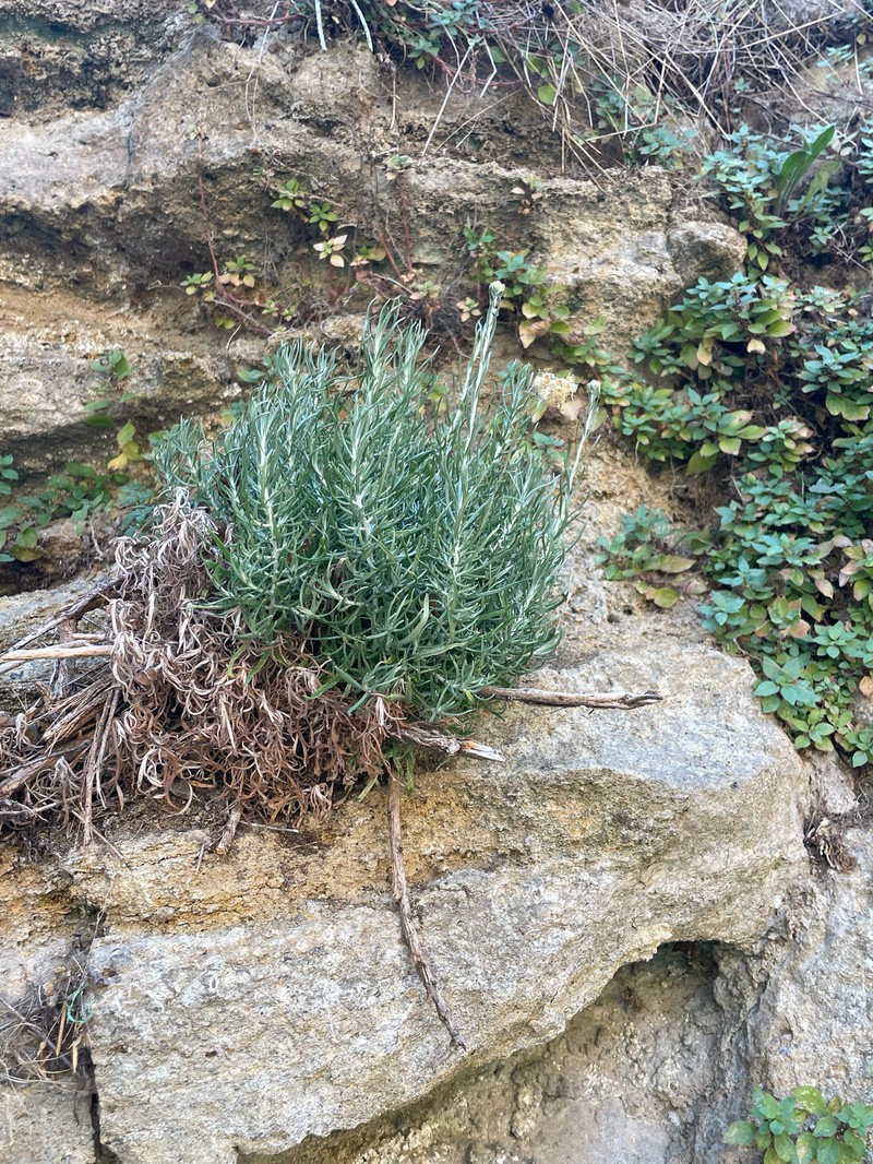 Helichrysum italicum subsp. italicum