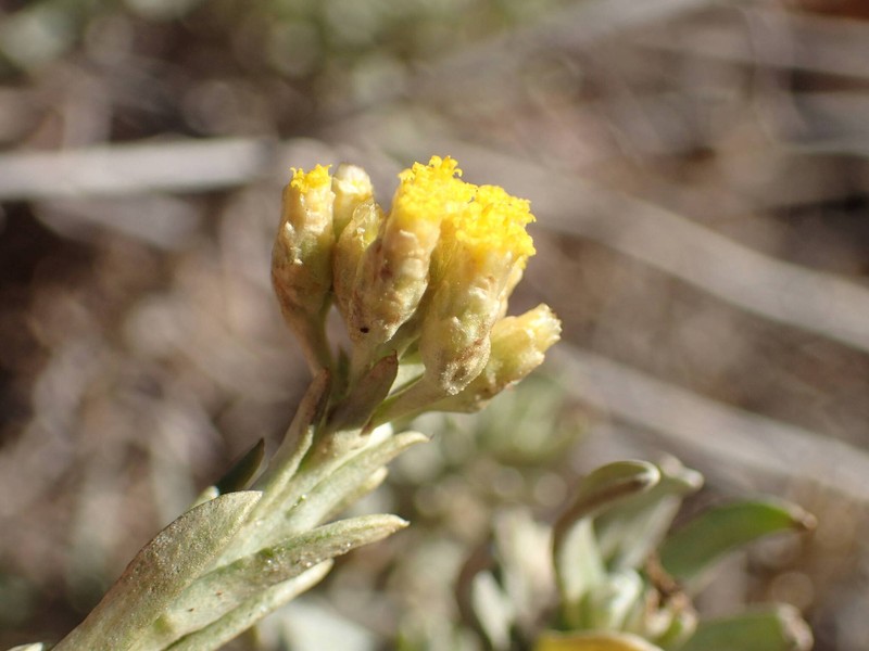 Helichrysum italicum subsp. italicum photo 2