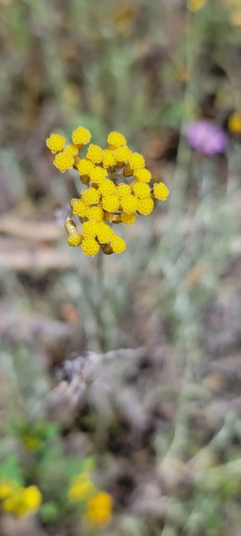 Helichrysum italicum subsp. italicum photo 3