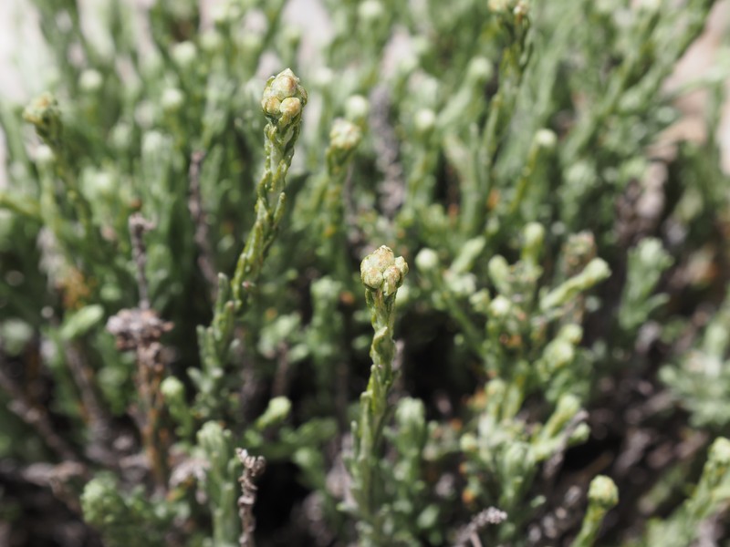 Helichrysum italicum subsp. microphyllum photo 2