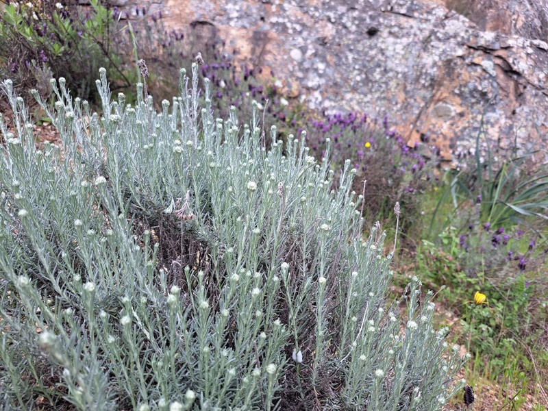 Helichrysum italicum subsp. microphyllum photo 3