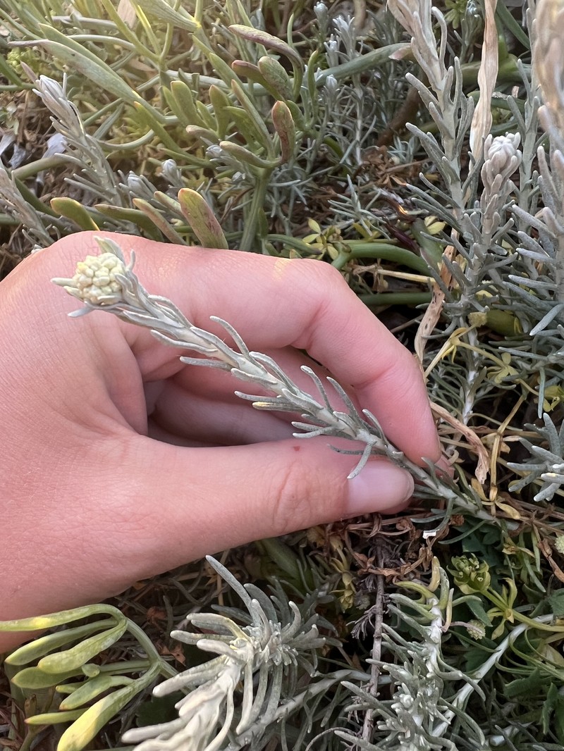 Helichrysum italicum subsp. microphyllum photo 4