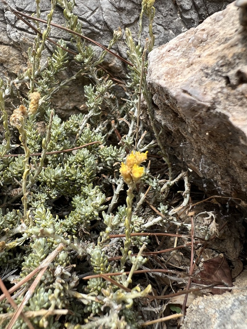 Helichrysum italicum subsp. microphyllum photo 5