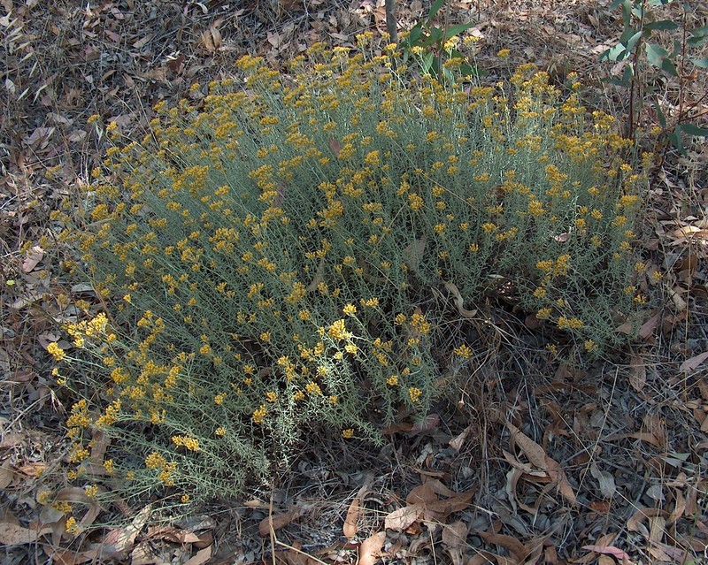 Helichrysum italicum subsp. microphyllum