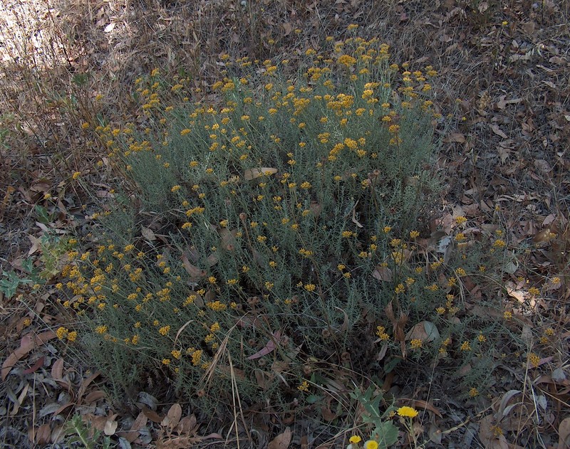 Helichrysum italicum subsp. microphyllum photo 6