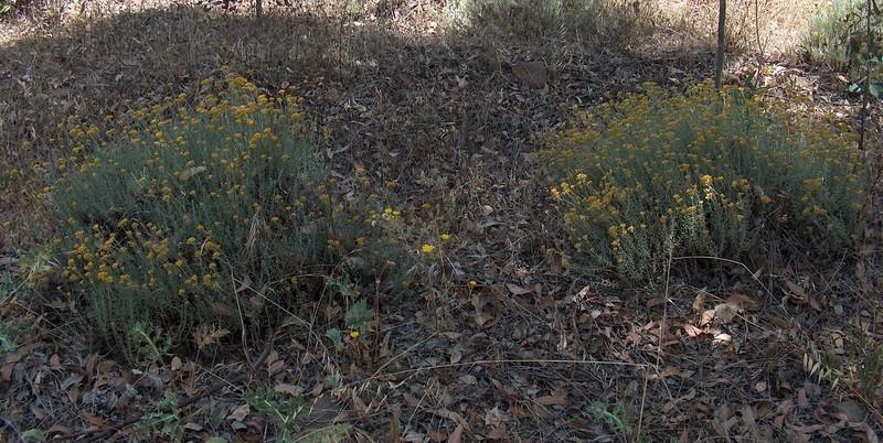 Helichrysum italicum subsp. microphyllum photo 7