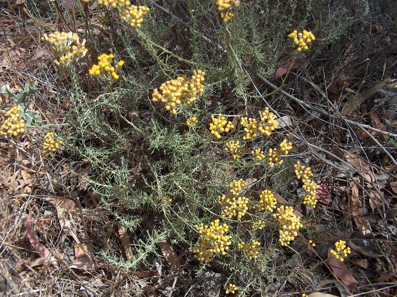 Helichrysum italicum subsp. microphyllum photo 8