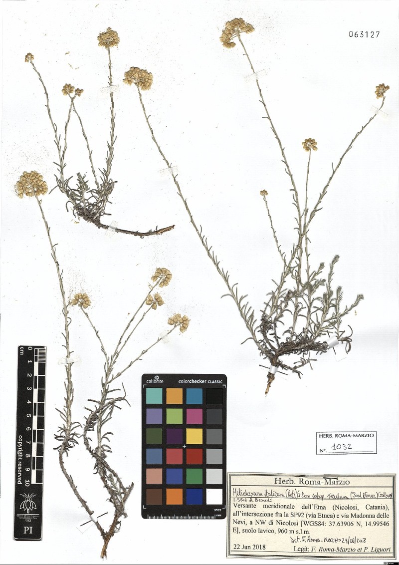 Helichrysum italicum subsp. siculum