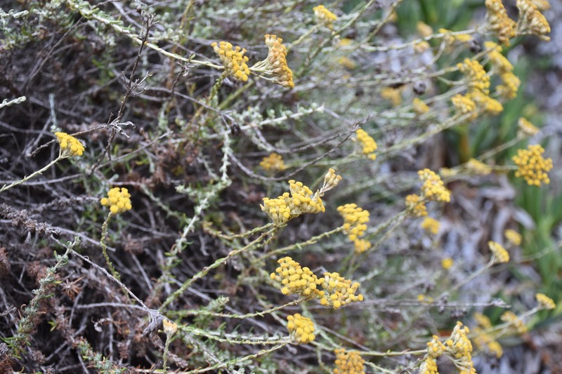 Helichrysum italicum subsp. tyrrhenicum
