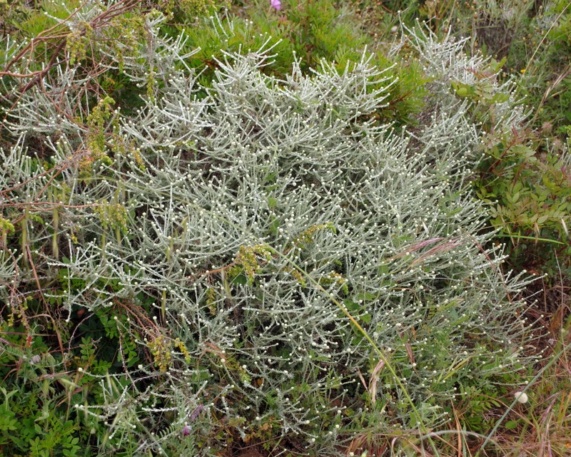 Helichrysum italicum subsp. tyrrhenicum photo 2