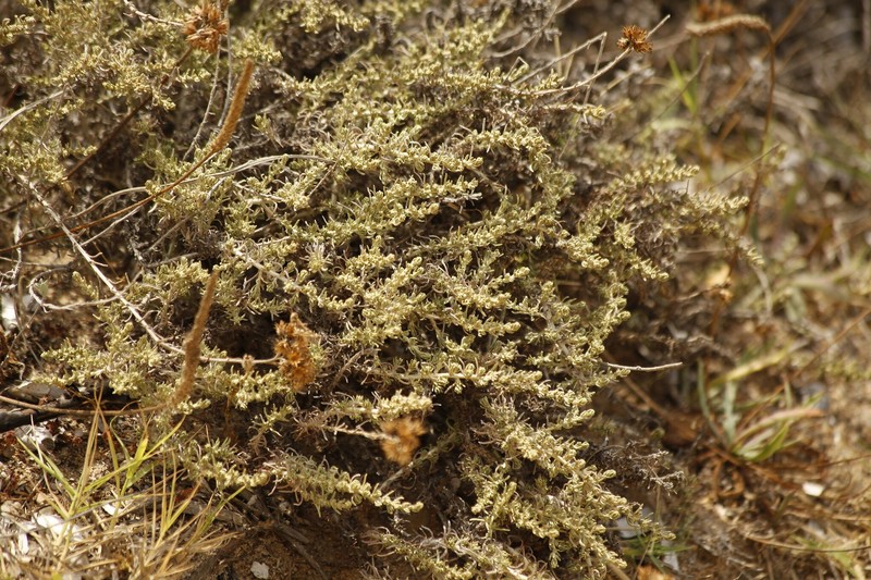 Helichrysum italicum subsp. tyrrhenicum photo 3