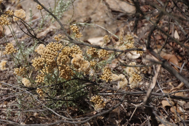 Helichrysum italicum subsp. tyrrhenicum photo 4