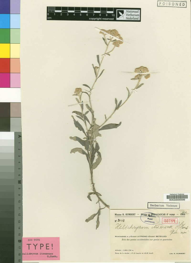 Helichrysum itremense photo 3