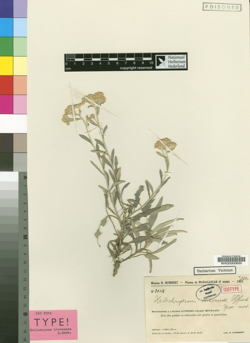 Helichrysum itremense photo 4