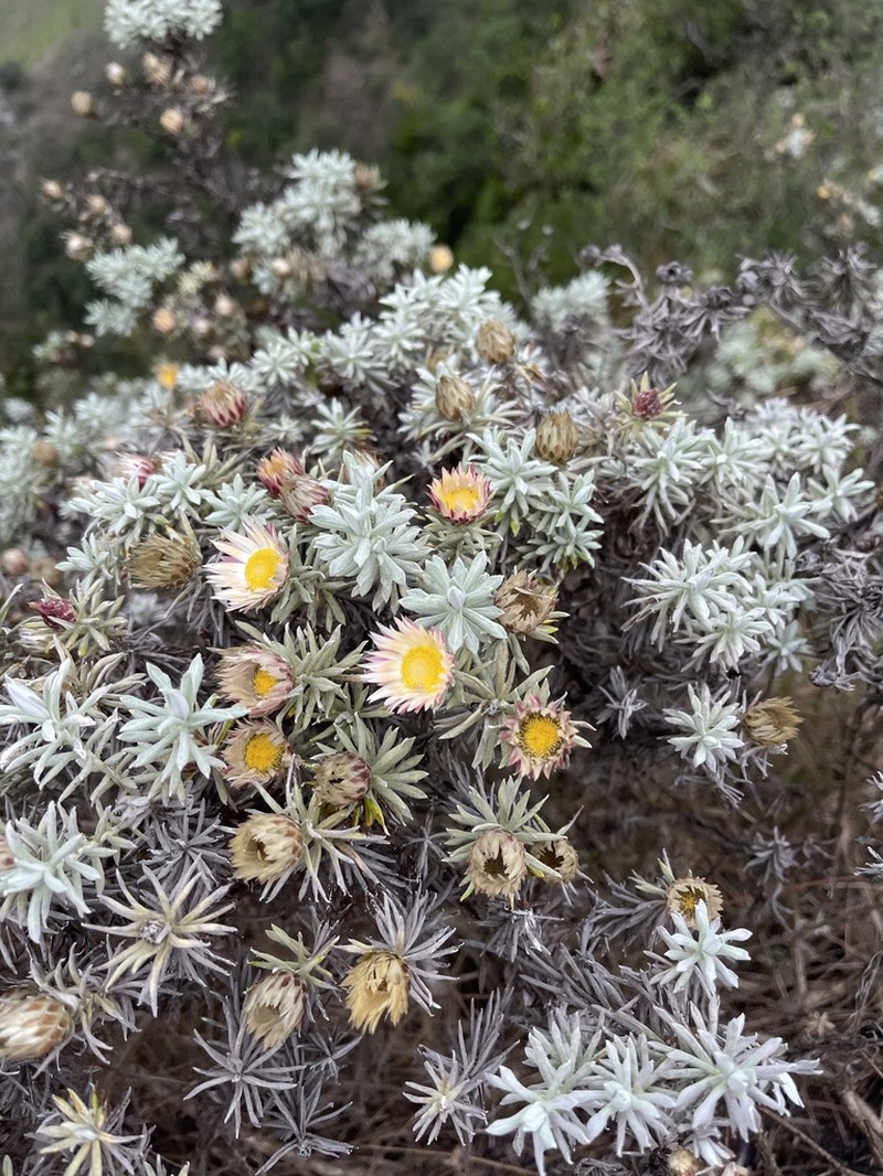 Helichrysum junodii