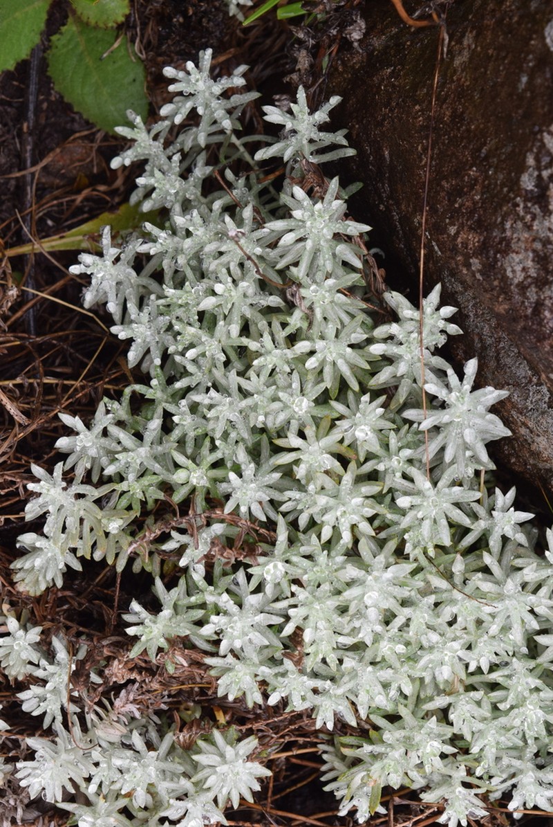 Helichrysum junodii photo 2