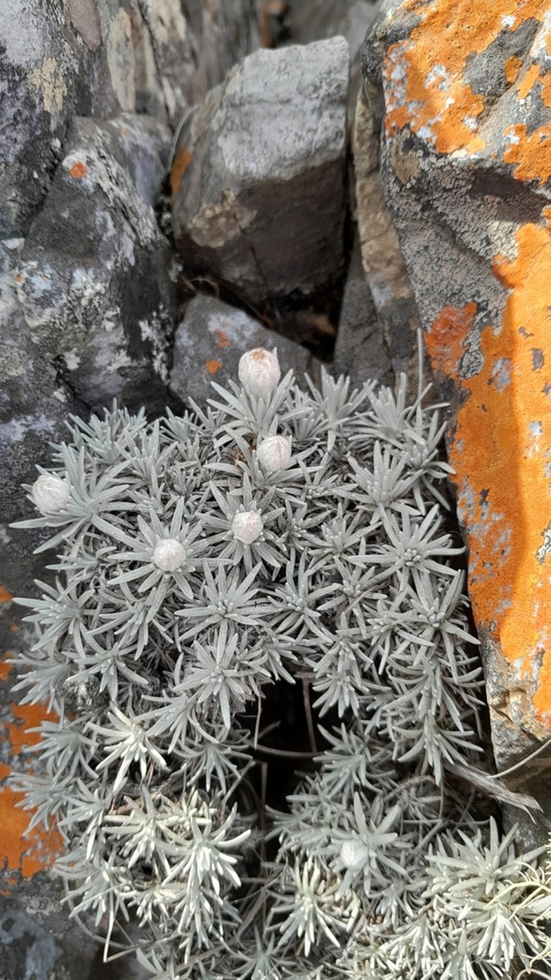 Helichrysum junodii photo 3