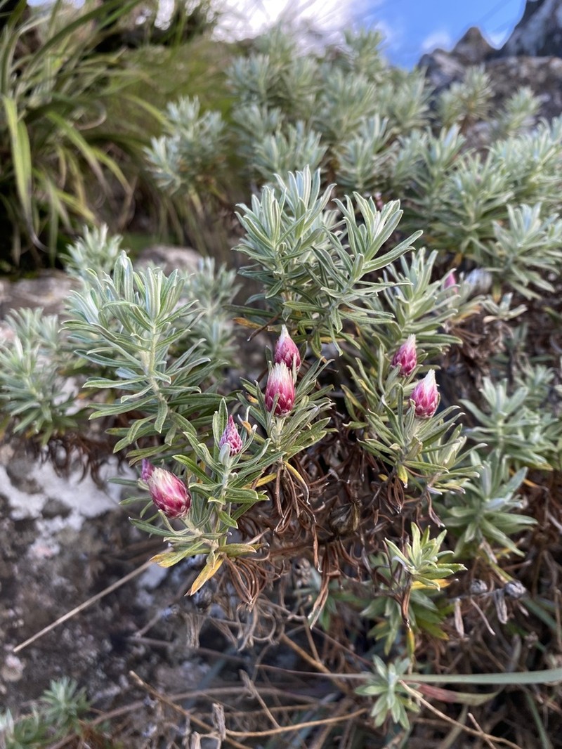 Helichrysum junodii photo 4