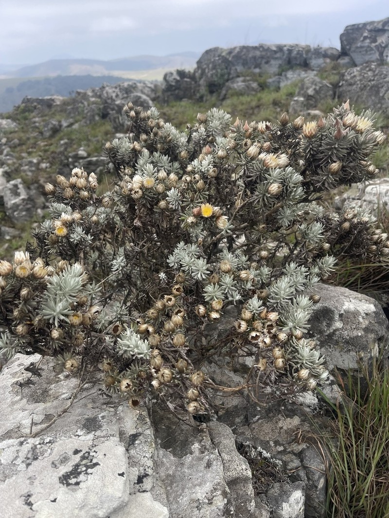 Helichrysum junodii photo 5