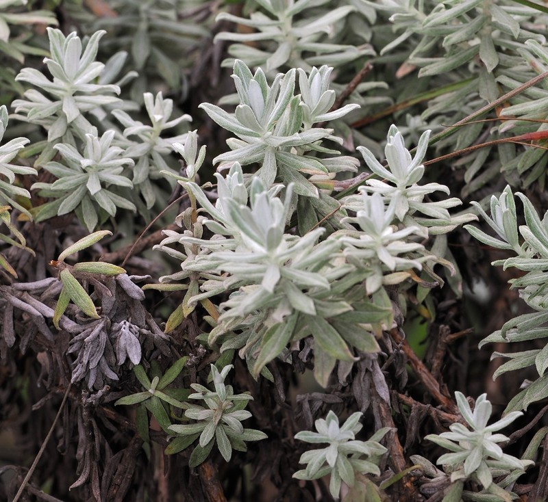 Helichrysum junodii photo 6