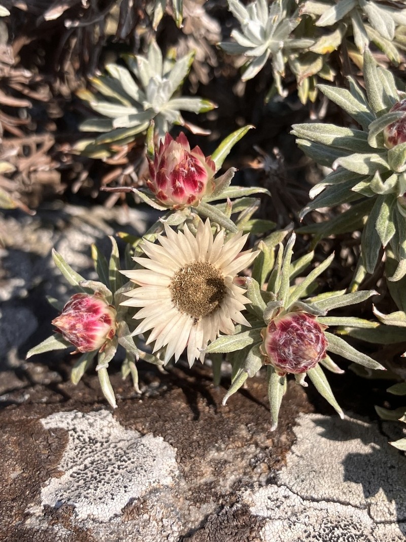 Helichrysum junodii photo 7