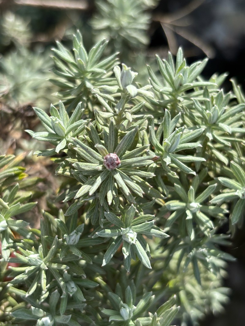 Helichrysum junodii photo 8