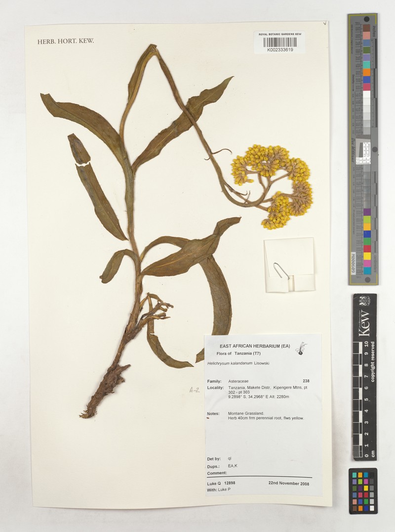 Helichrysum kalandanum