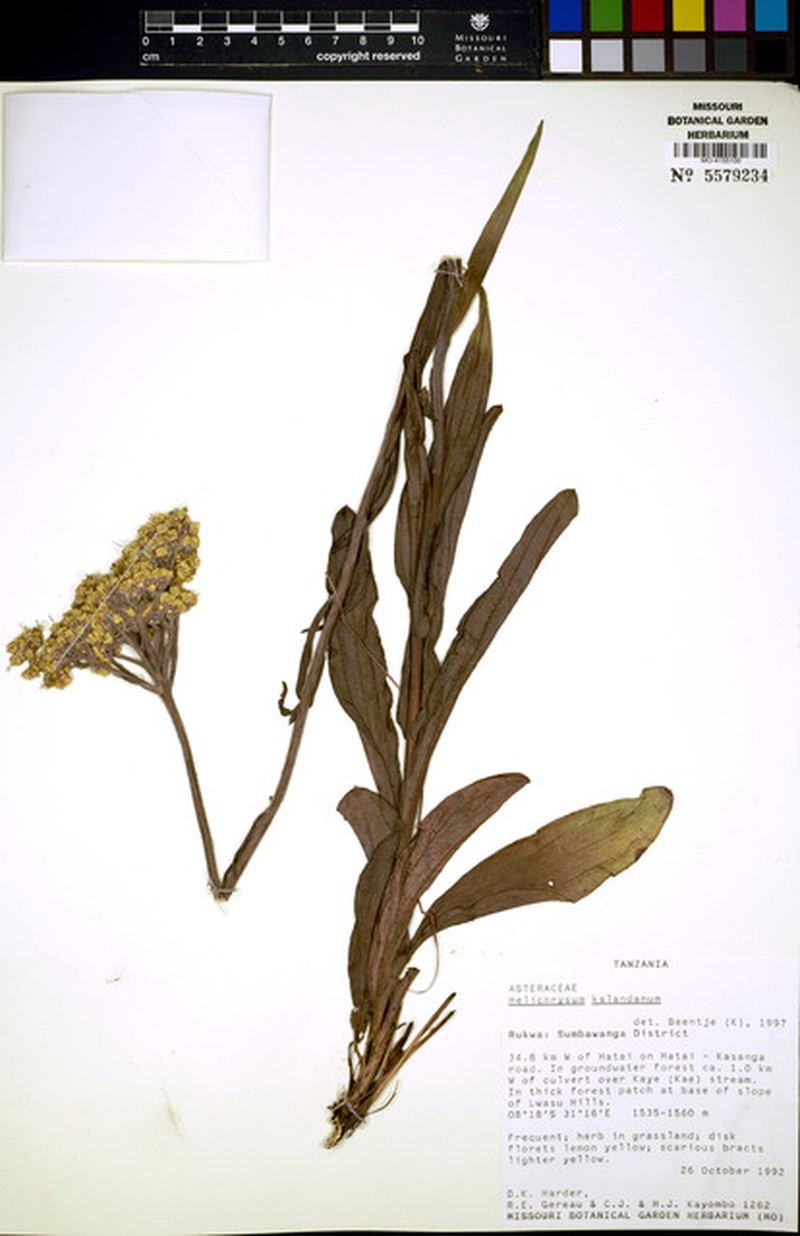 Helichrysum kalandanum photo 2