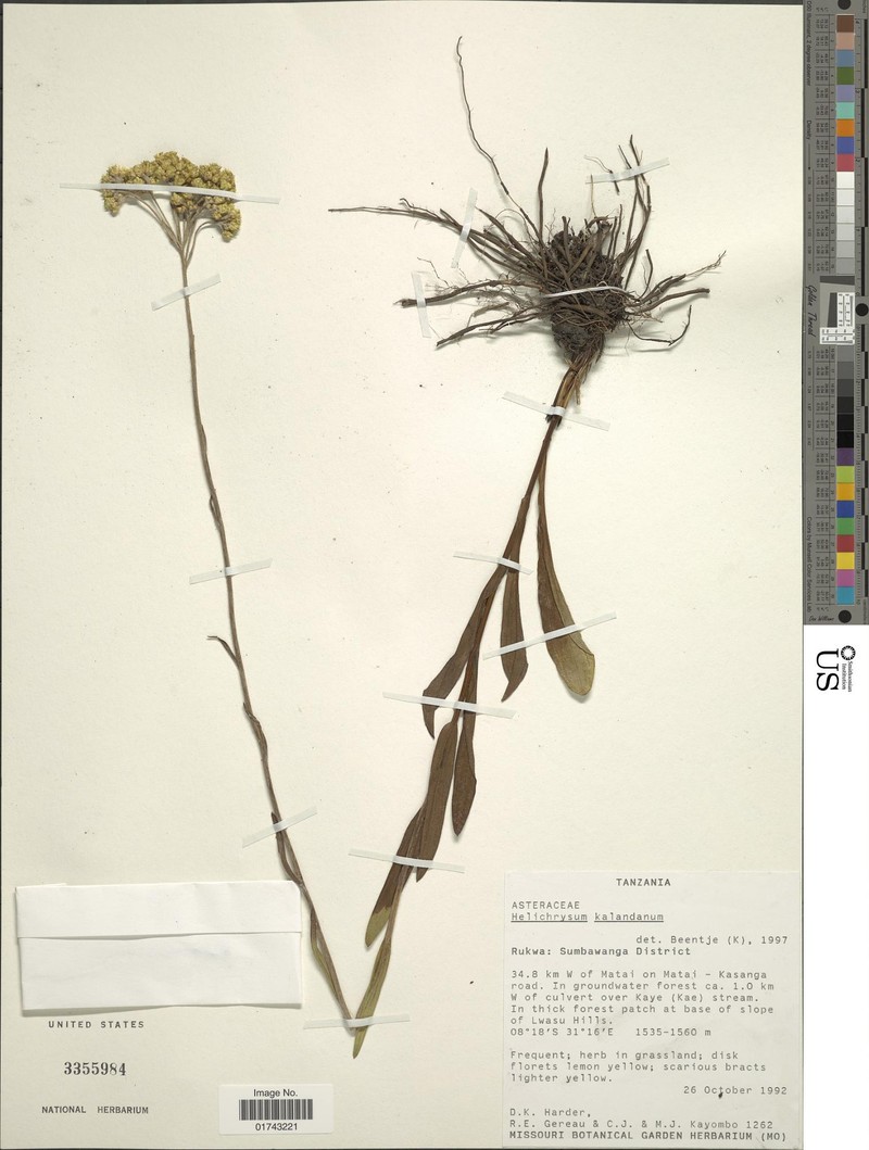 Helichrysum kalandanum photo 3
