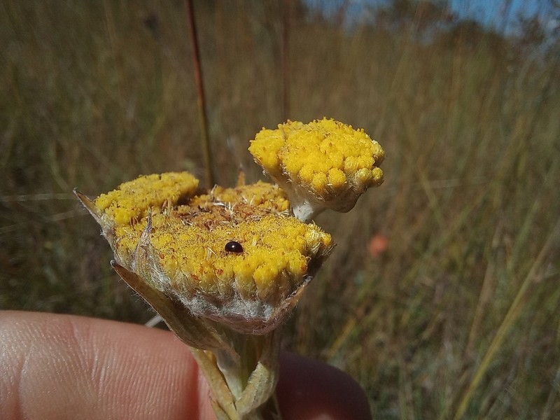 Helichrysum keilii