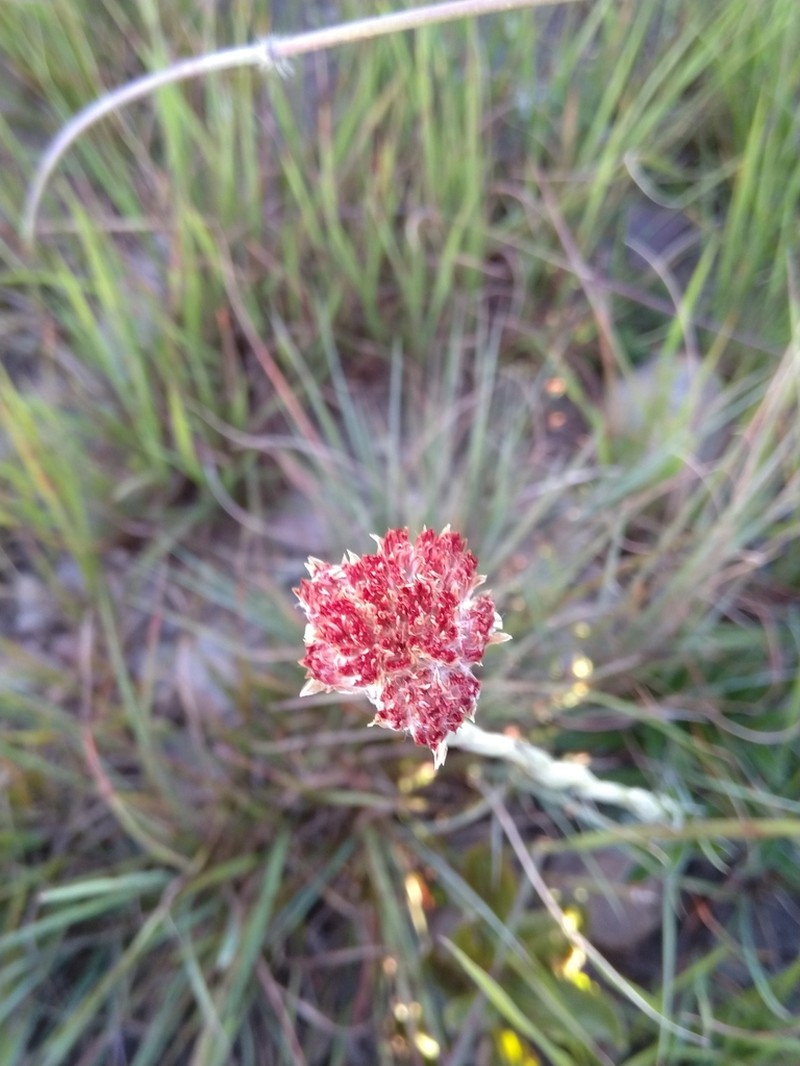 Helichrysum keilii photo 2