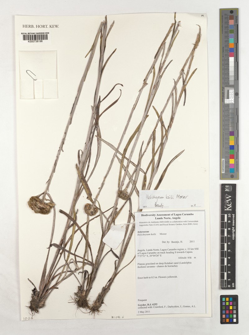 Helichrysum keilii photo 3