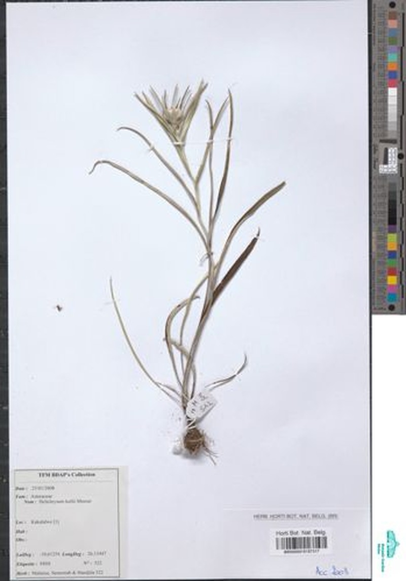 Helichrysum keilii photo 5