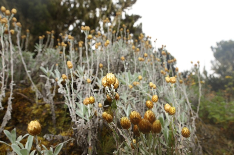 Helichrysum kilimanjari