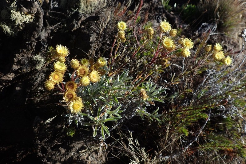Helichrysum kilimanjari photo 2