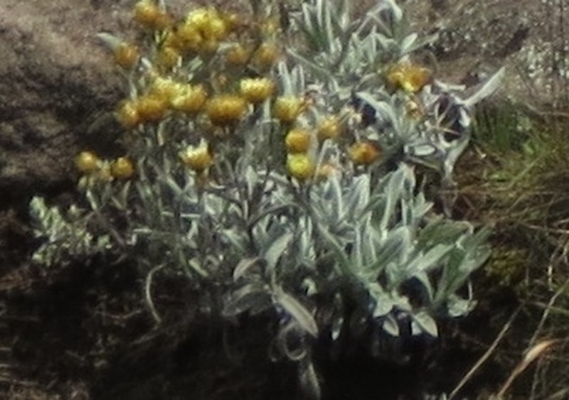 Helichrysum kilimanjari photo 3