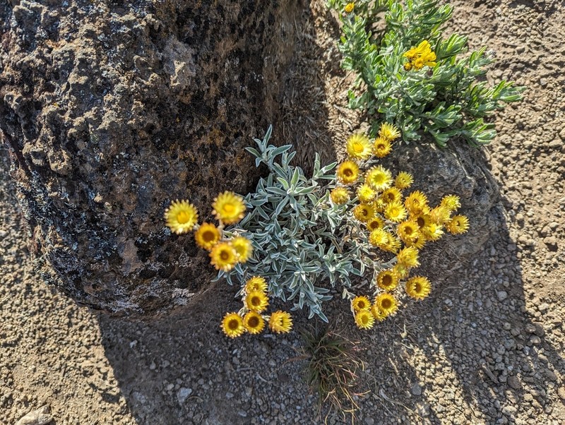 Helichrysum kilimanjari photo 4
