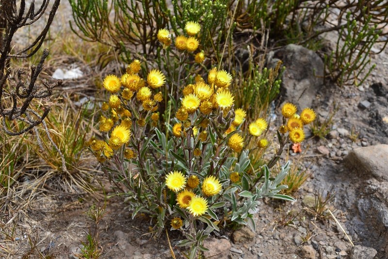 Helichrysum kilimanjari photo 5