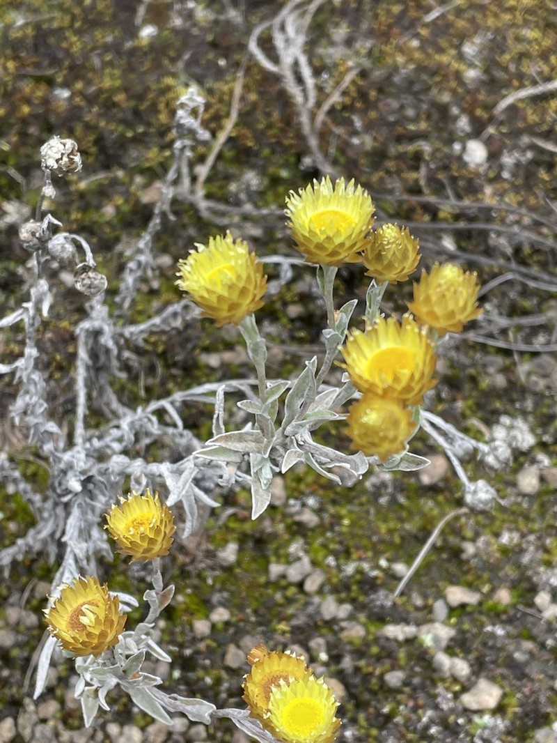 Helichrysum kilimanjari photo 6