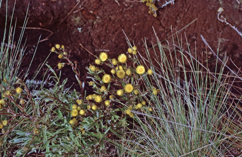 Helichrysum kilimanjari photo 7