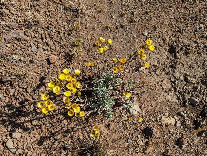 Helichrysum kilimanjari photo 8