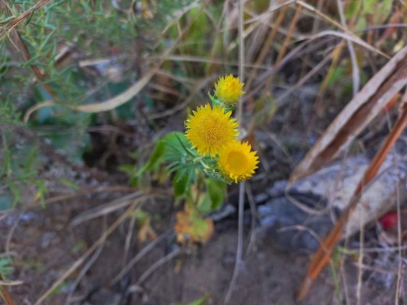 Helichrysum kirkii