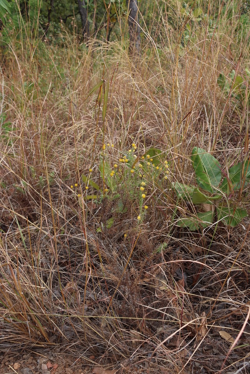 Helichrysum kirkii photo 2
